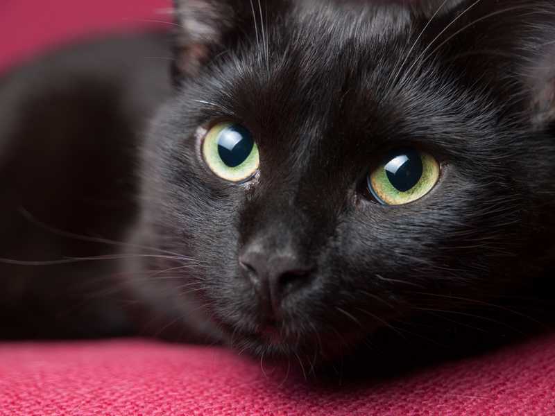 Черный кот - защитник жилища от молнии и грома